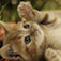 Lovely Wallpapers for Pets